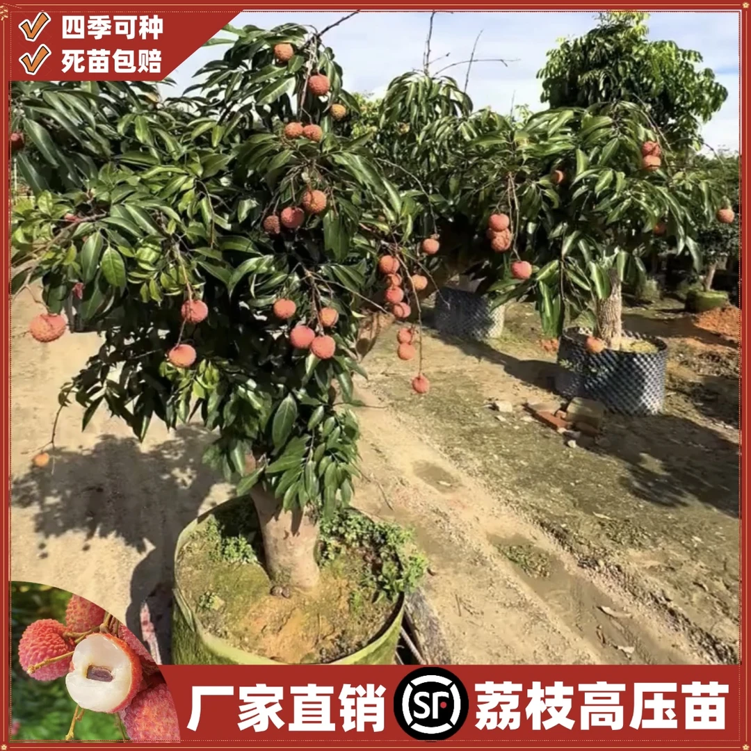 高压圈枝大树苗正宗桂味冰荔仙进奉果树苗南方种植带土带叶高压苗