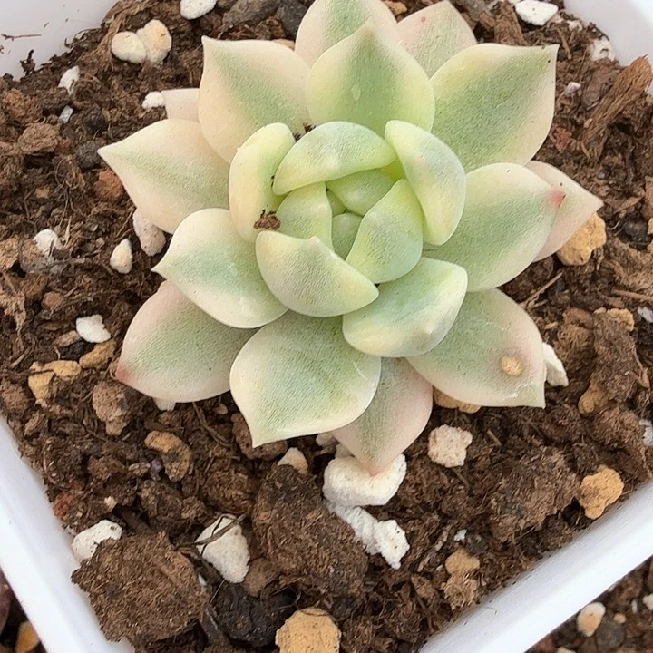 霜花锦多肉锦多肉