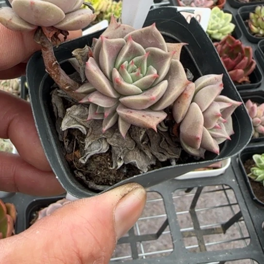 549杂一物一拍多肉