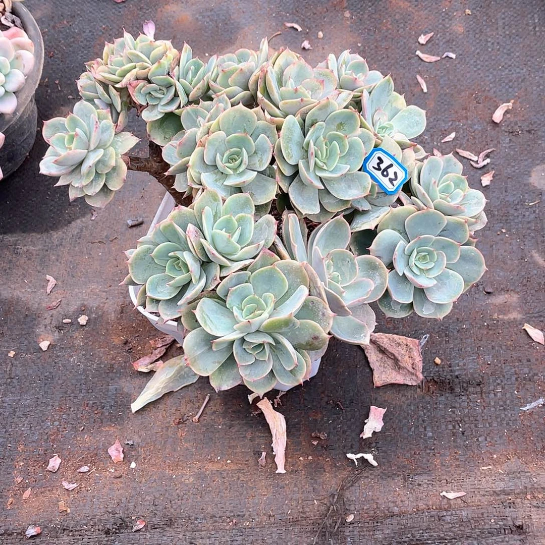 362白雪 量拍多肉