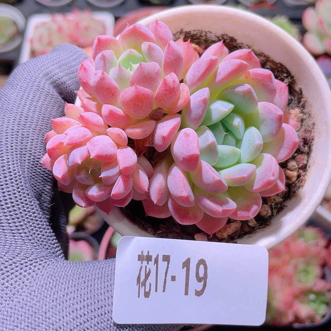 花利美17-19新品