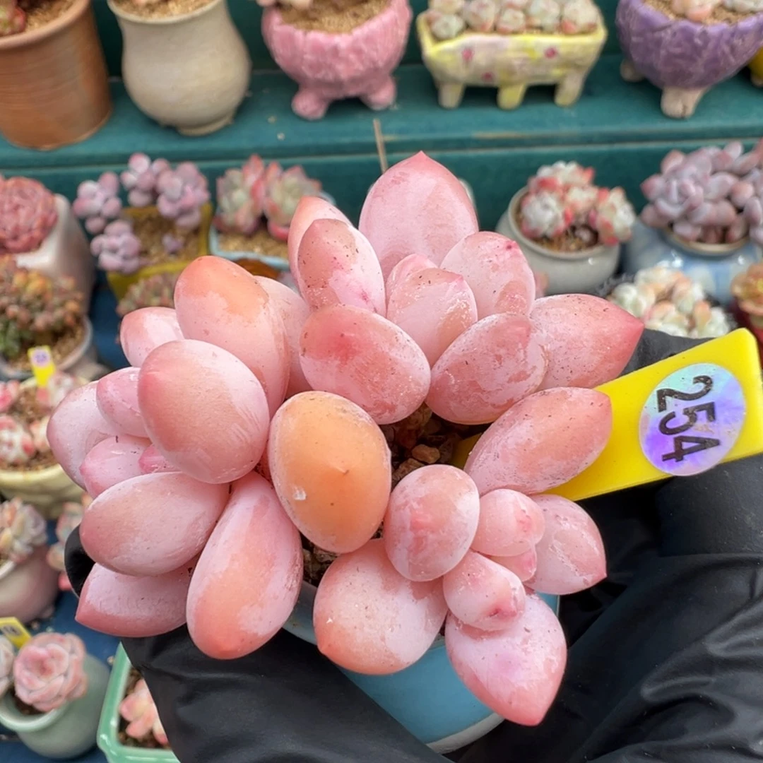 254香水带盆土发货000