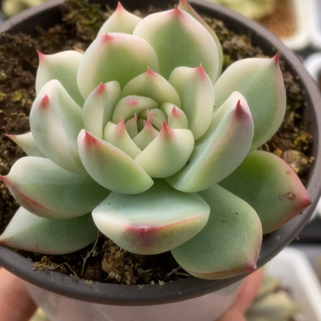 355锦锦锦锦锦锦锦锦