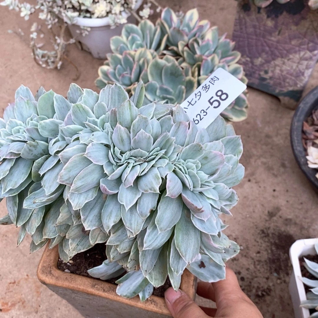 小七夕多肉小白龙锦缀58