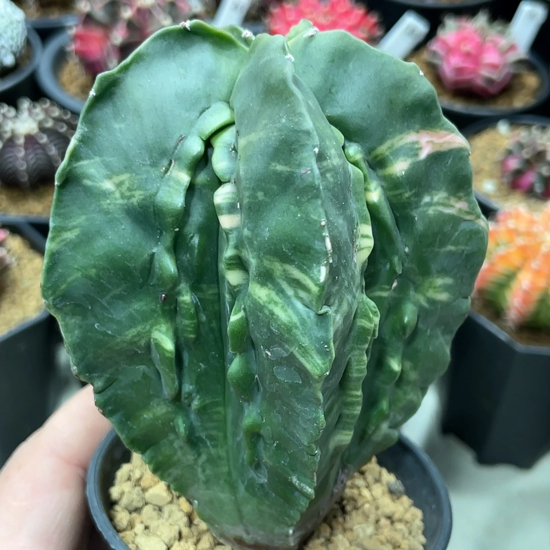 实生根系，核桃锦