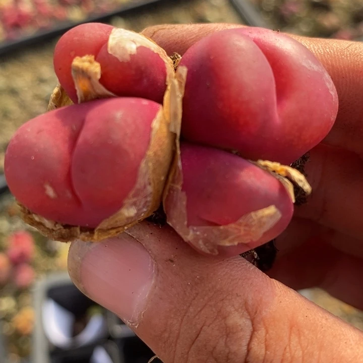 26236一颗一颗一颗