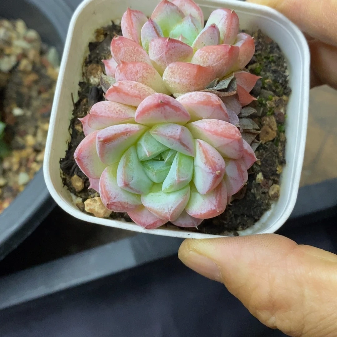 精品多肉一物一拍不包整275
