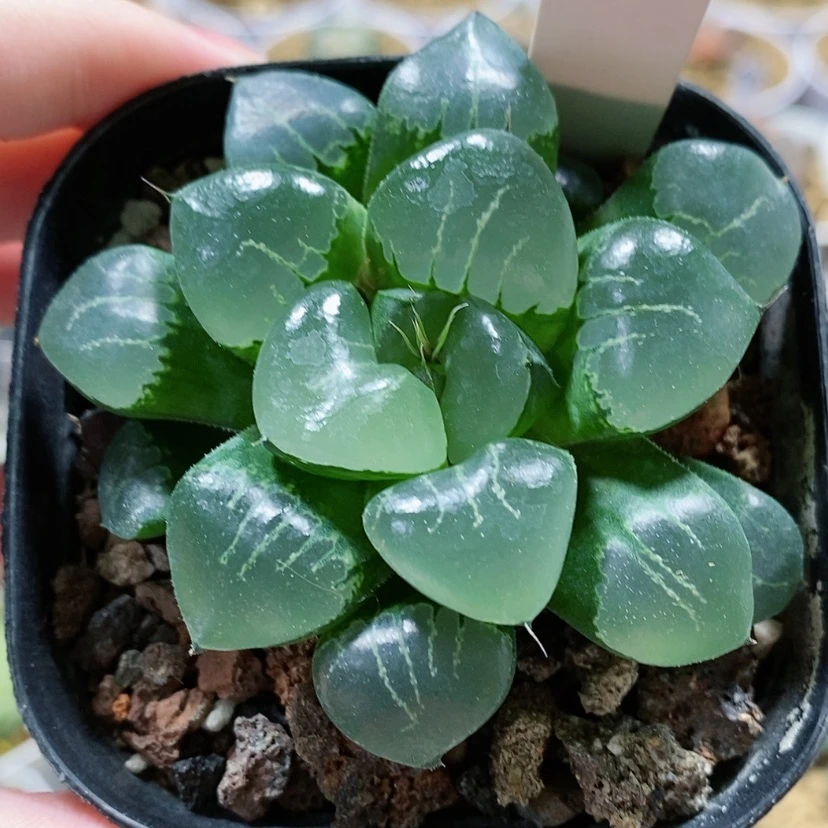 【闪购商品】52丸叶姬翠