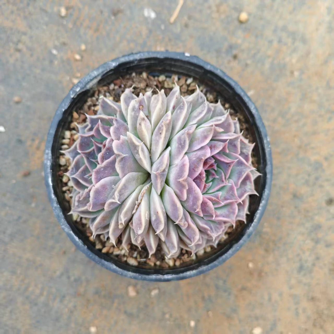 10#达芬奇密码双头起多肉植物 前男友精品多肉 SM0171