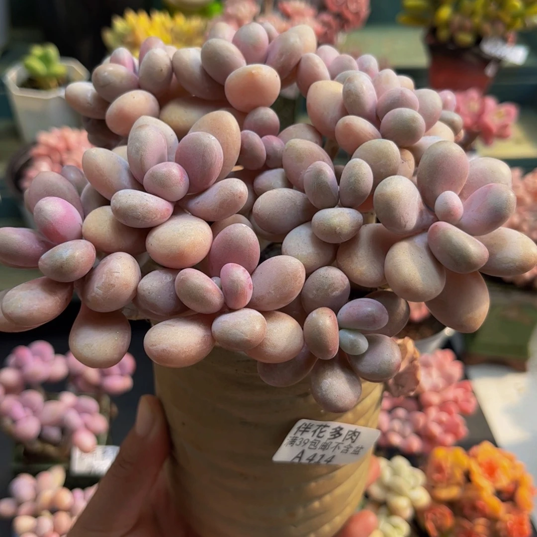 雷***雨414糖果桃蛋15cm多肉