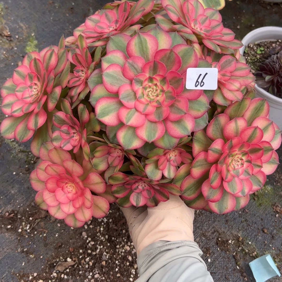 66荔枝多肉植物系