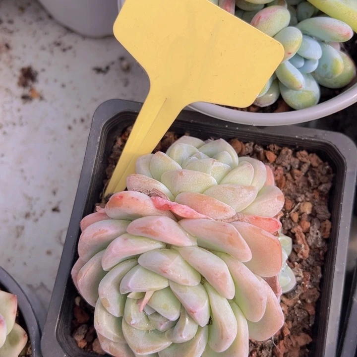 健健康康平平安安