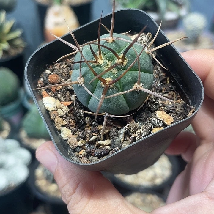 实生超刺光琳玉仙人球