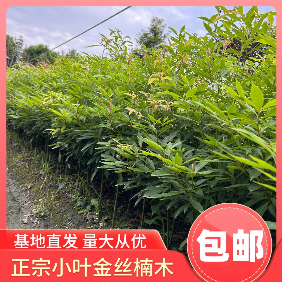 正宗小叶金丝楠木小叶桢楠四川正宗名贵稀有树苗庭院绿化包邮