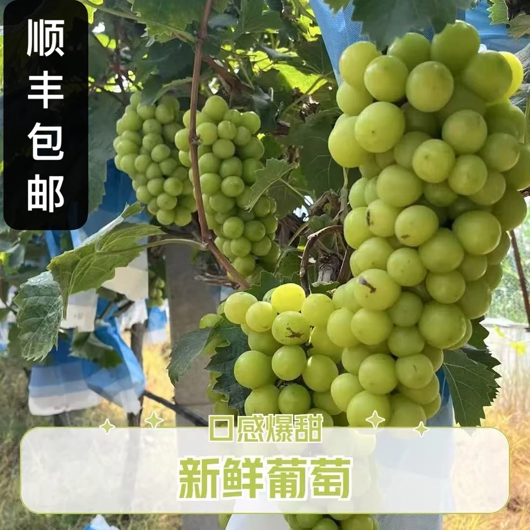 顺丰包邮阳光玫瑰葡萄新鲜无籽孕妇水果礼盒晴王香印青提应季整箱