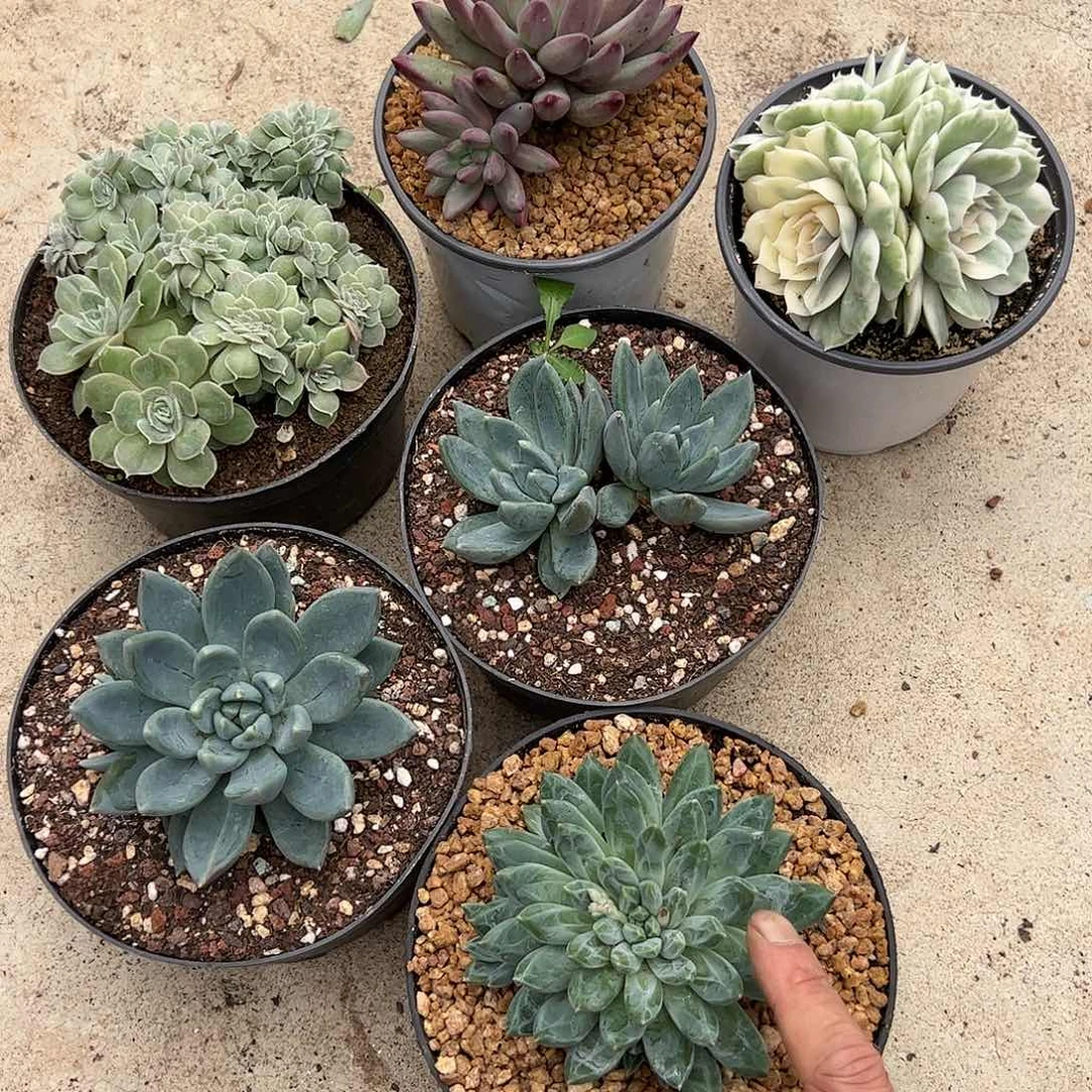 【闪购商品】组合福利