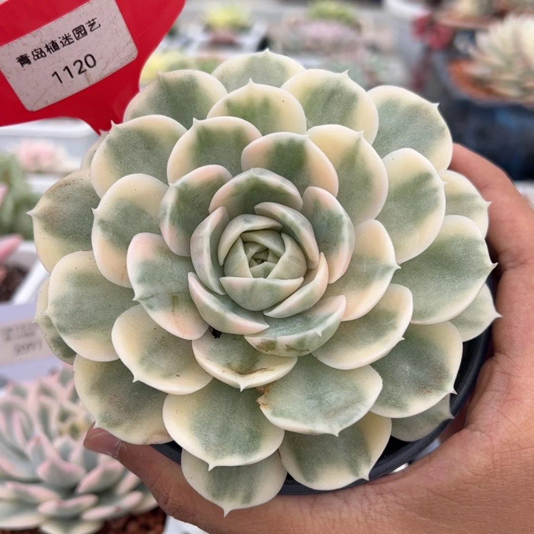 1120号昂斯诺多肉