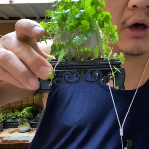 红陶西****芙一物一拍所见即所得231