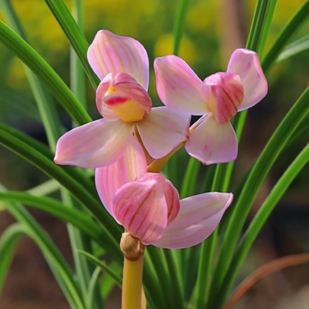 莲瓣兰粉荷 苗子一流