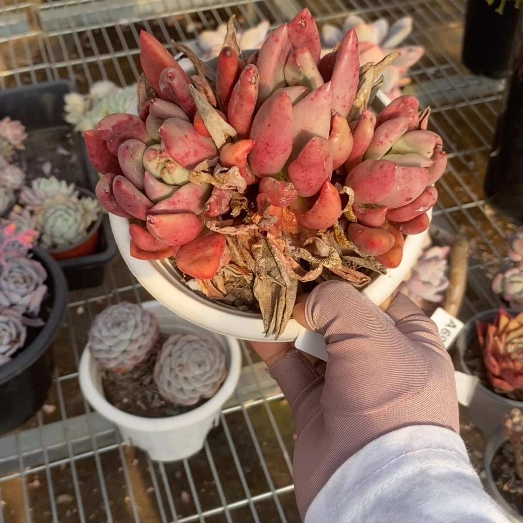 ᨳ***ᐝ6388桃花源一物一拍