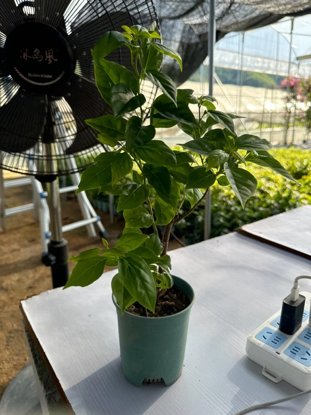 漳红樱三角梅包新鲜 偏远地区勿拍！！！