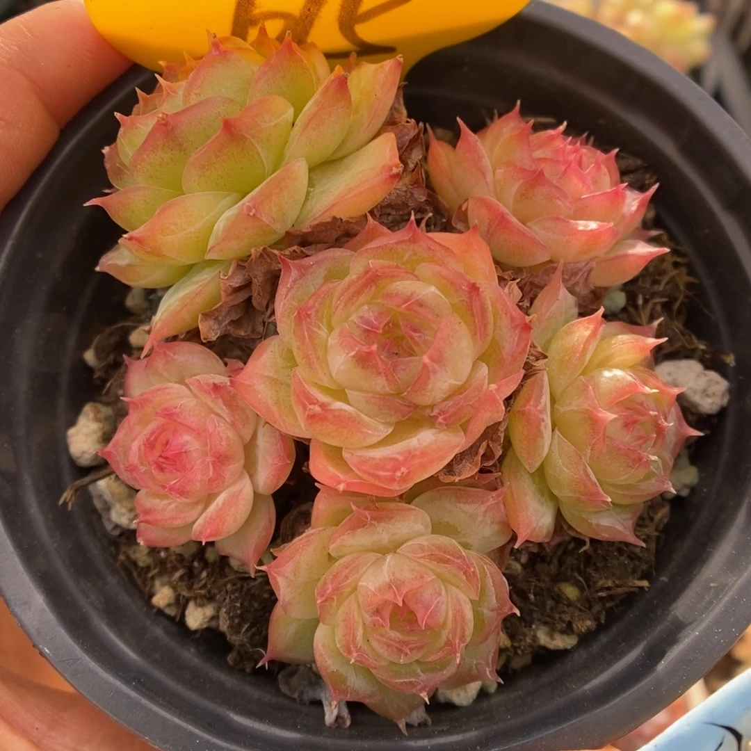 蔷薇珍妮群生615号。