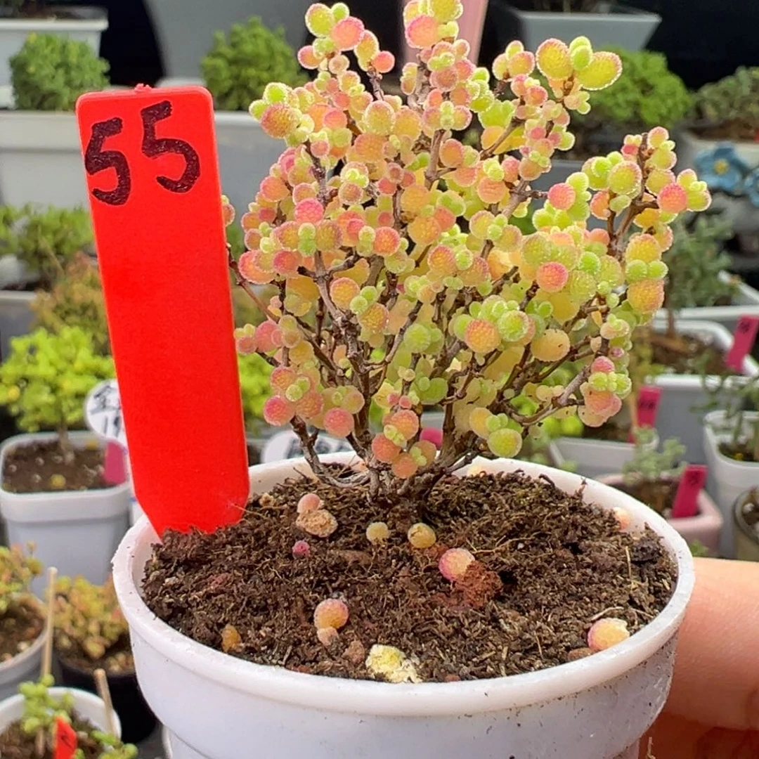 55号链接蜜橘5厘米盆