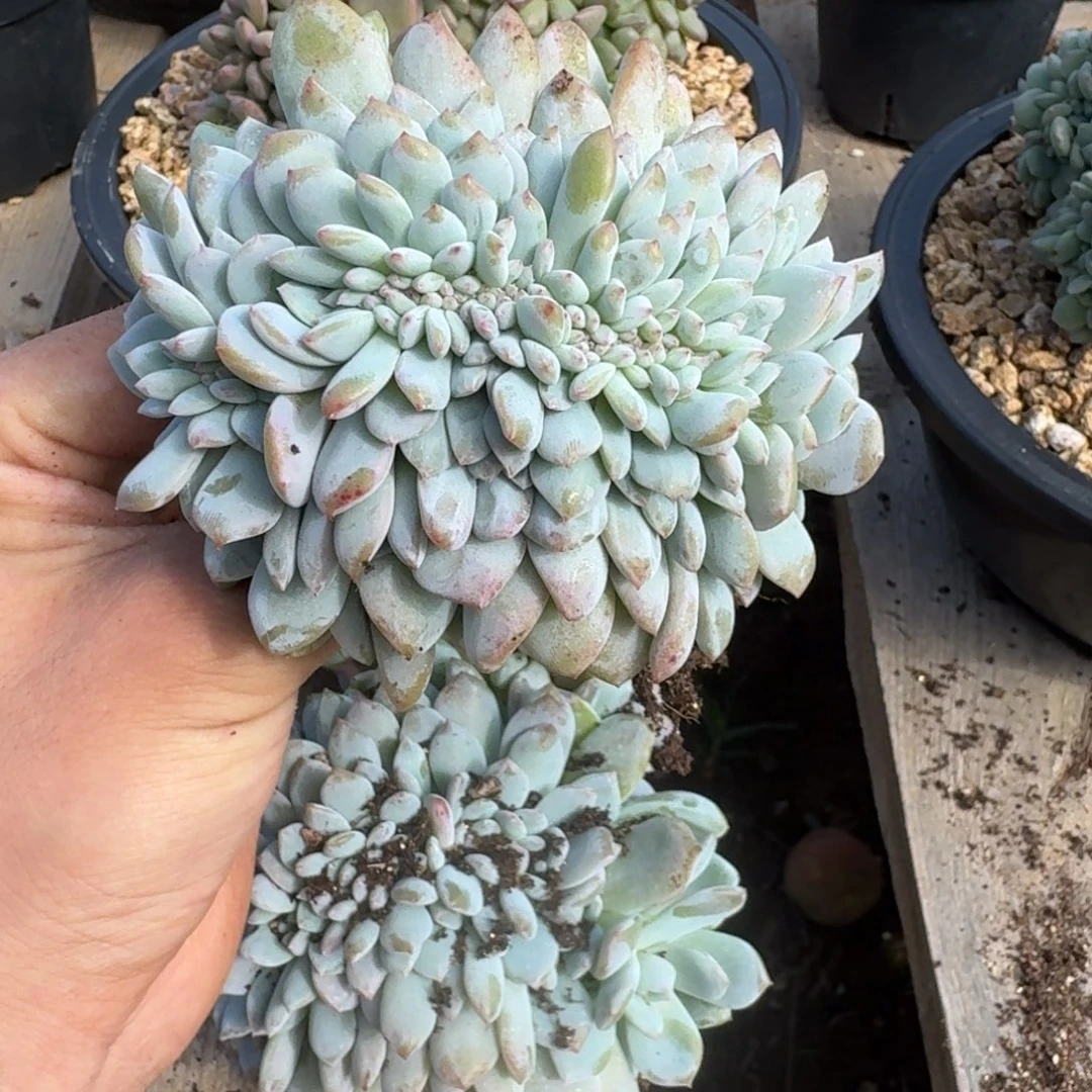 包***肉星影缀化树缀无砍