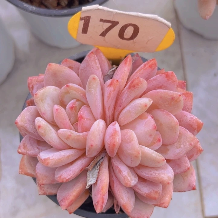 健健康康平平安安