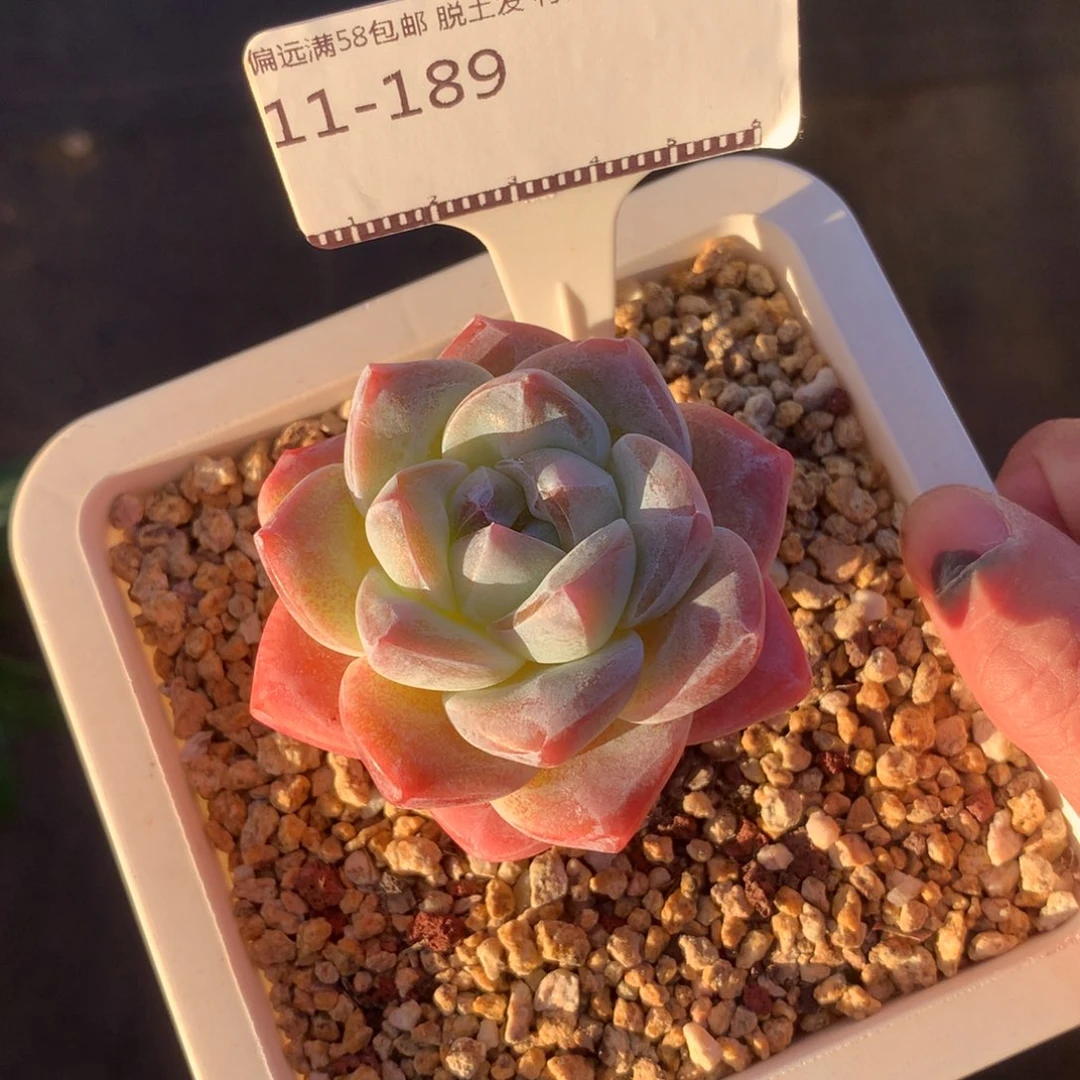 冰玉老桩大粗腿58包邮