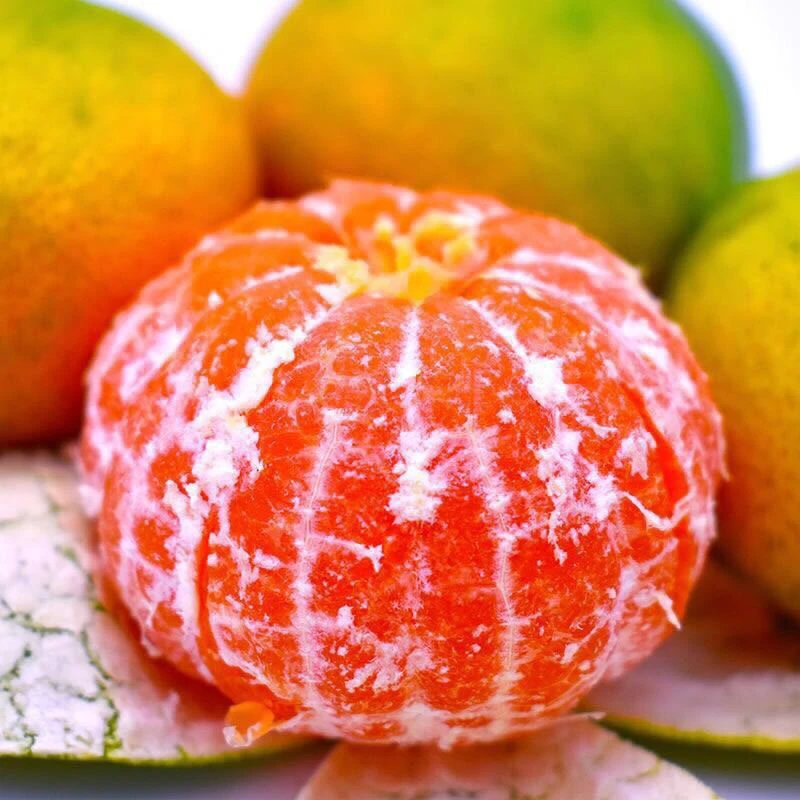 现摘云南青皮无籽蜜橘酸甜多汁应季新鲜水果酸甜头茬青皮无籽蜜桔