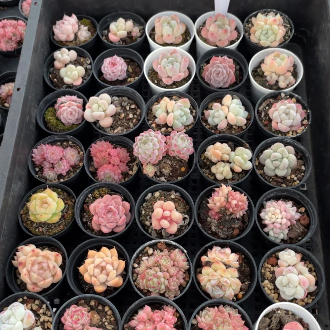 不包整散 盆子不售后1169