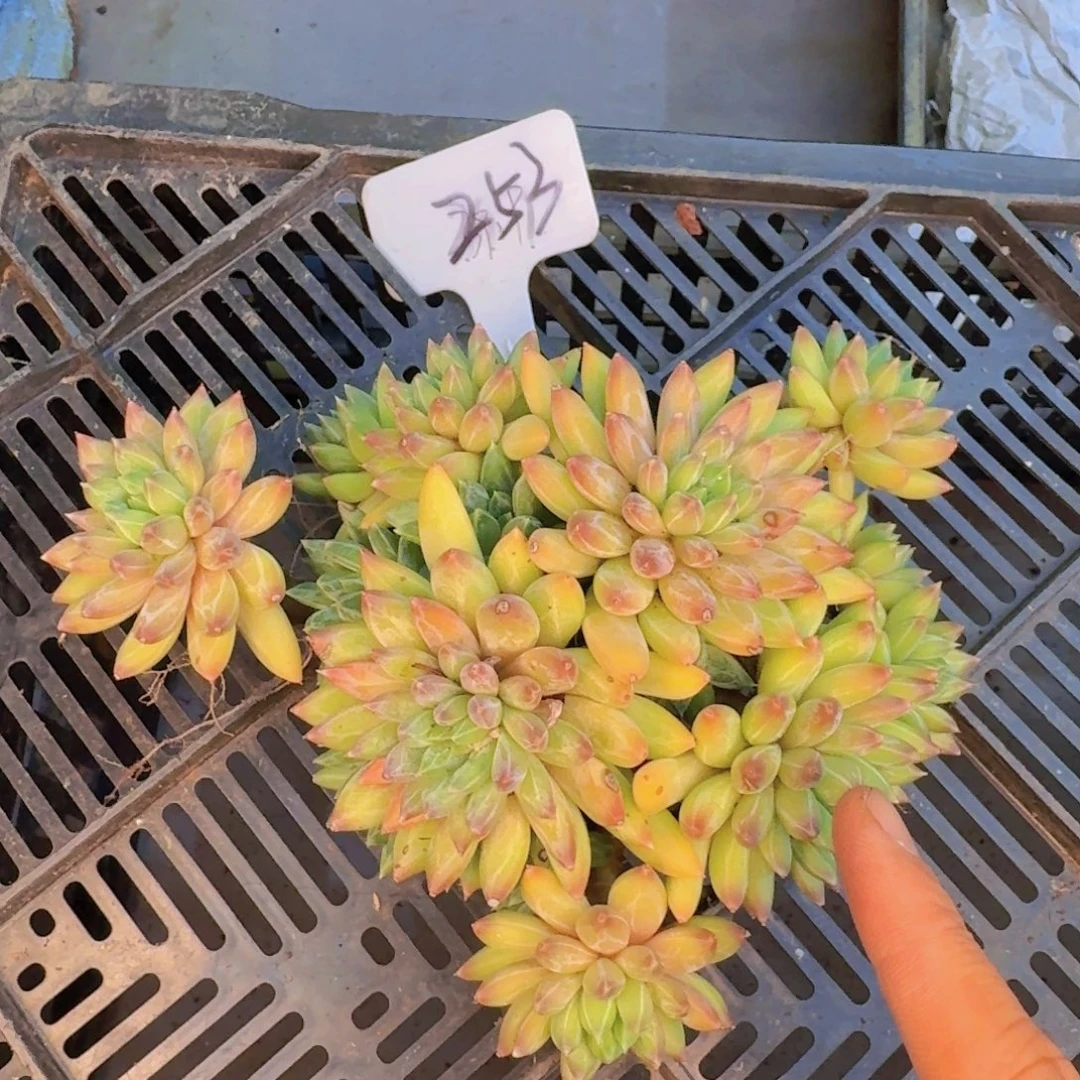 多肉植物的生长发育和