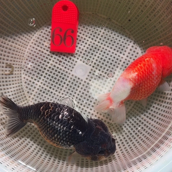 金鱼66号尺寸8-12区间