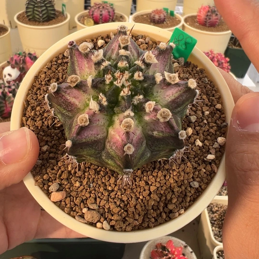 好看的米哈冲冲冲