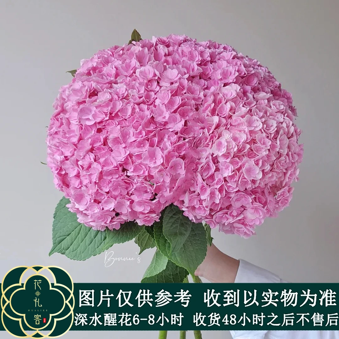 七叶花坊# 【1支绣球一物一拍-基地现采】鲜花优选 顺丰直发