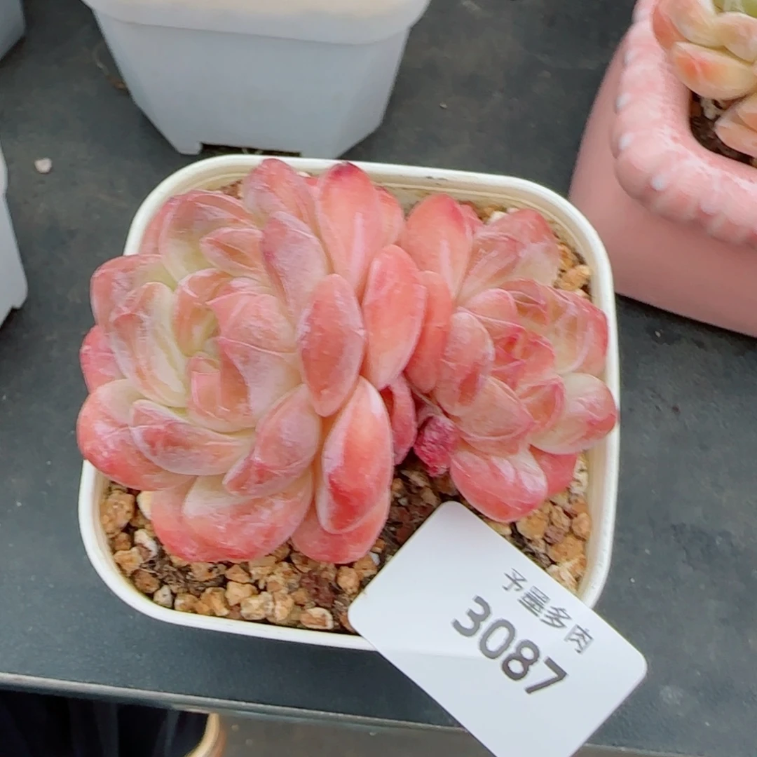 黛玉冰魄，3087多肉植物