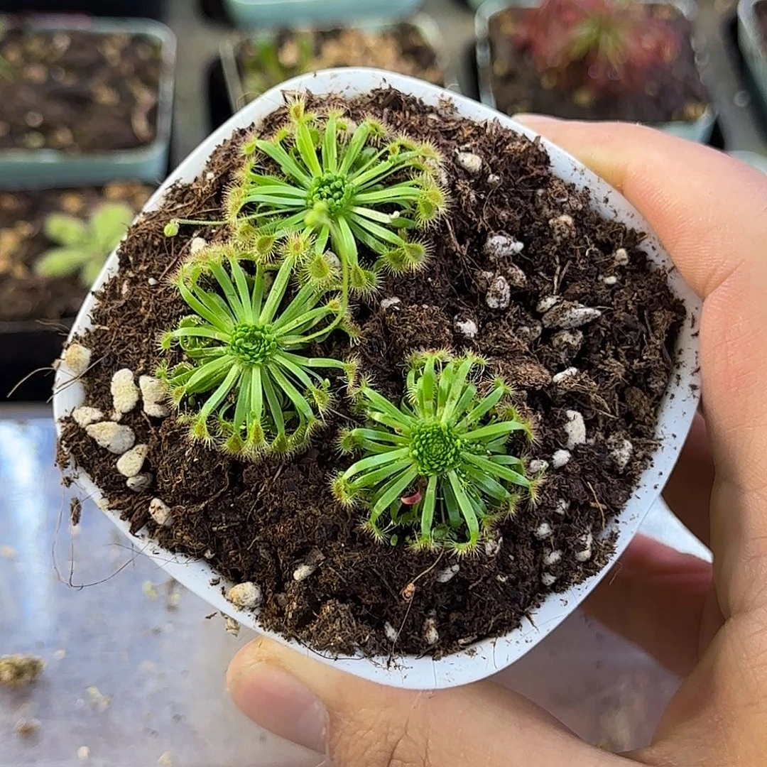完全开放金丝绒迷你茅膏菜