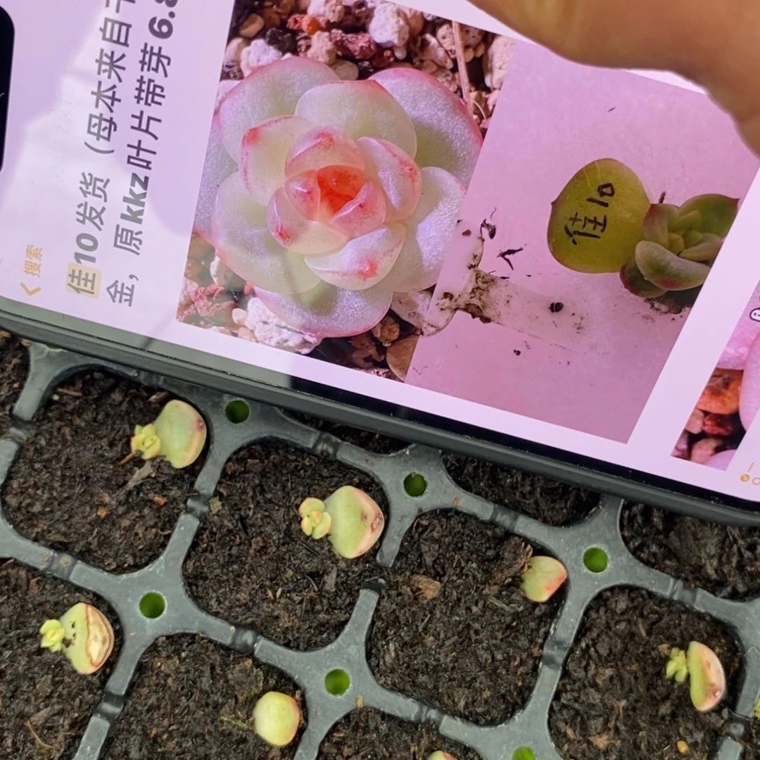 佳10叶片带芽一个多肉
