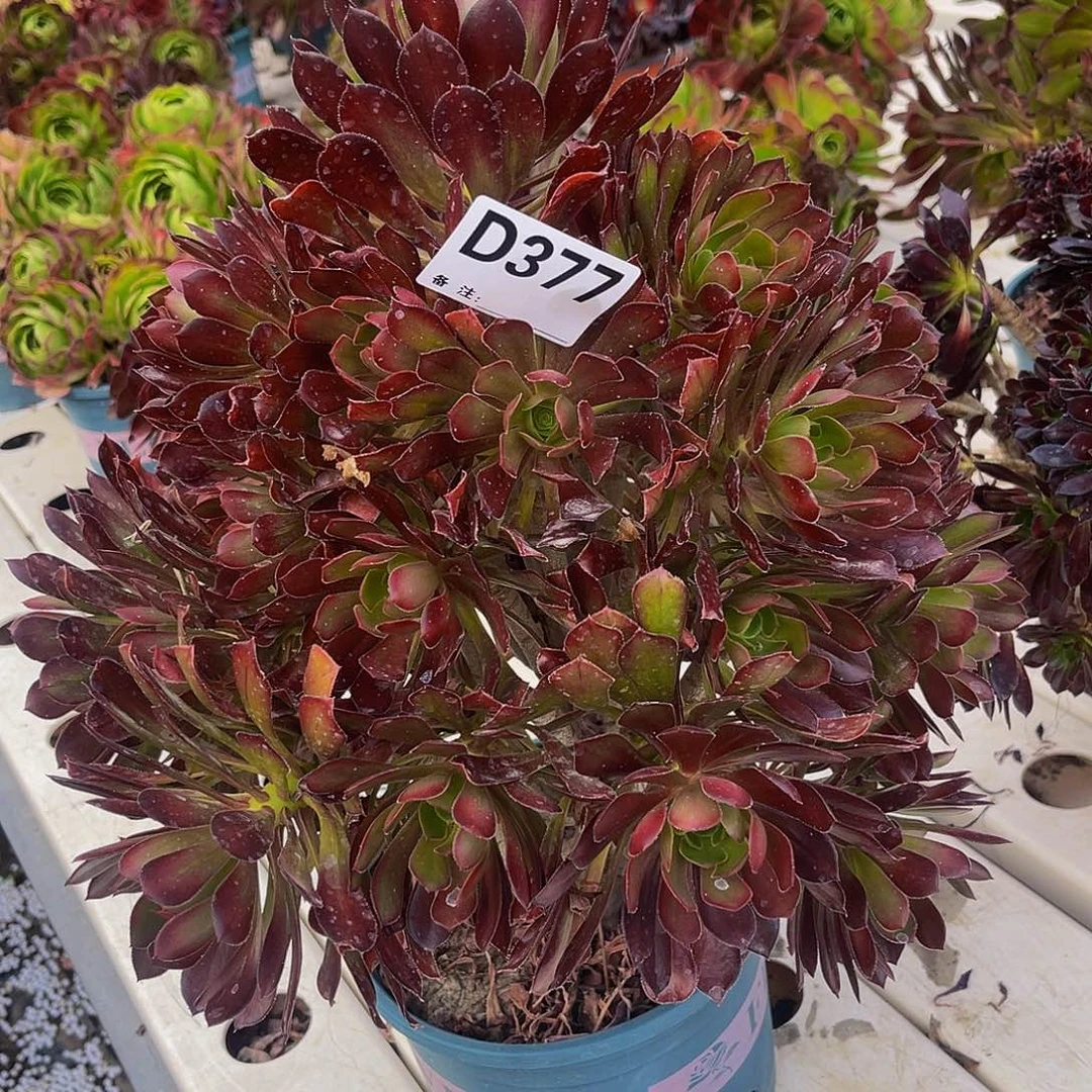 黑法师7-2包邮法师