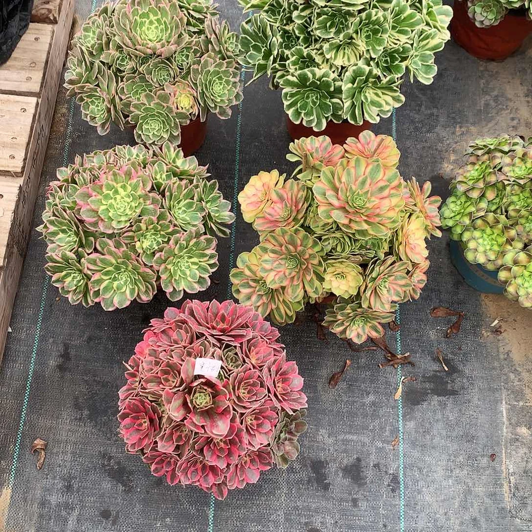 丢***猪完全开放法师图片多肉植物