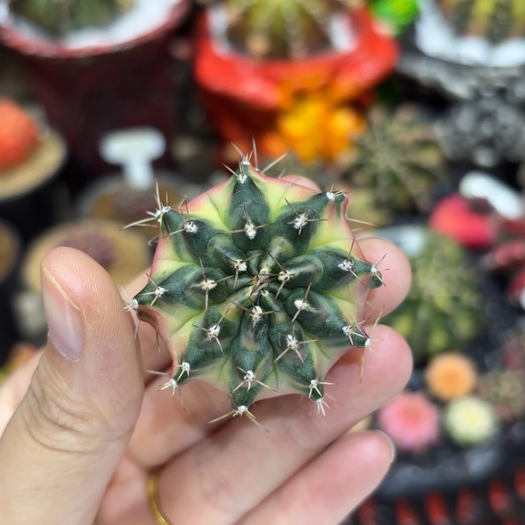 4.2cm泰系名品侧 满月