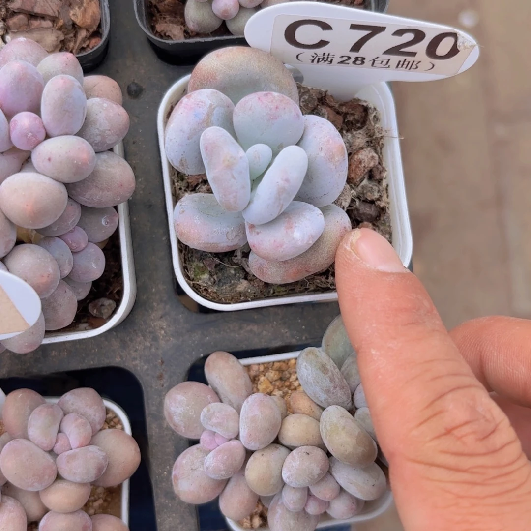 C720油煎丸子一物一拍