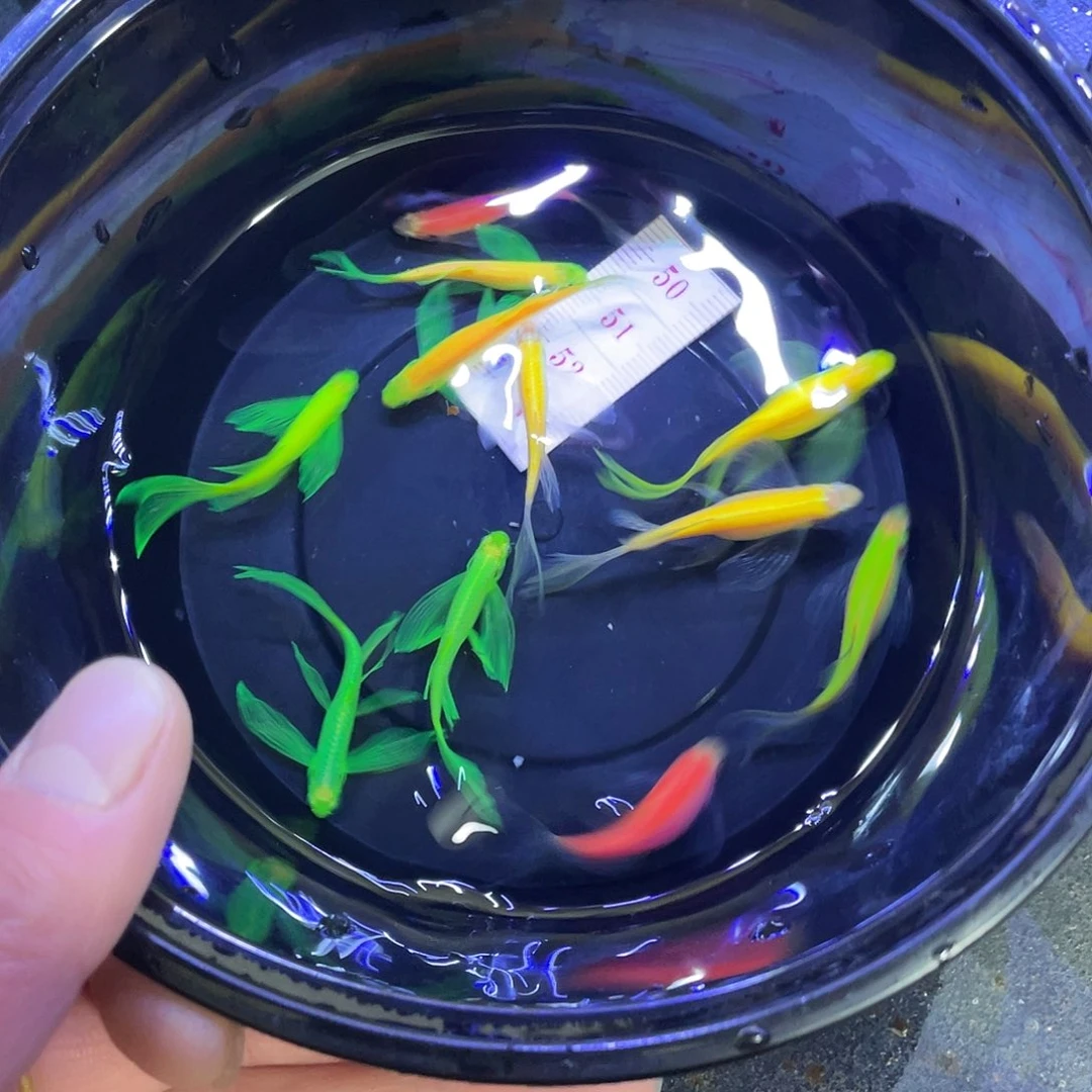 。***。斑马鱼不退不换、入缸不赔