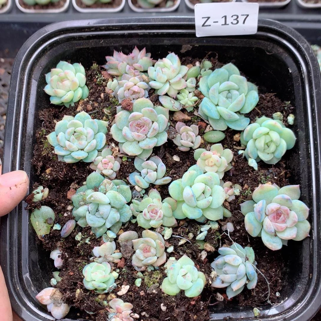 无花朵Z137英语英语
