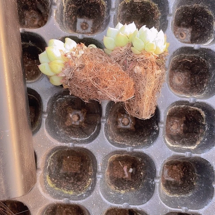 香**泡56精品红女王2颗桌子上