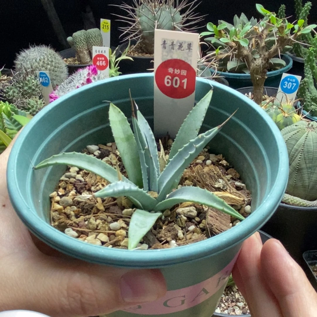 曲刺妖炎一棵仙人球