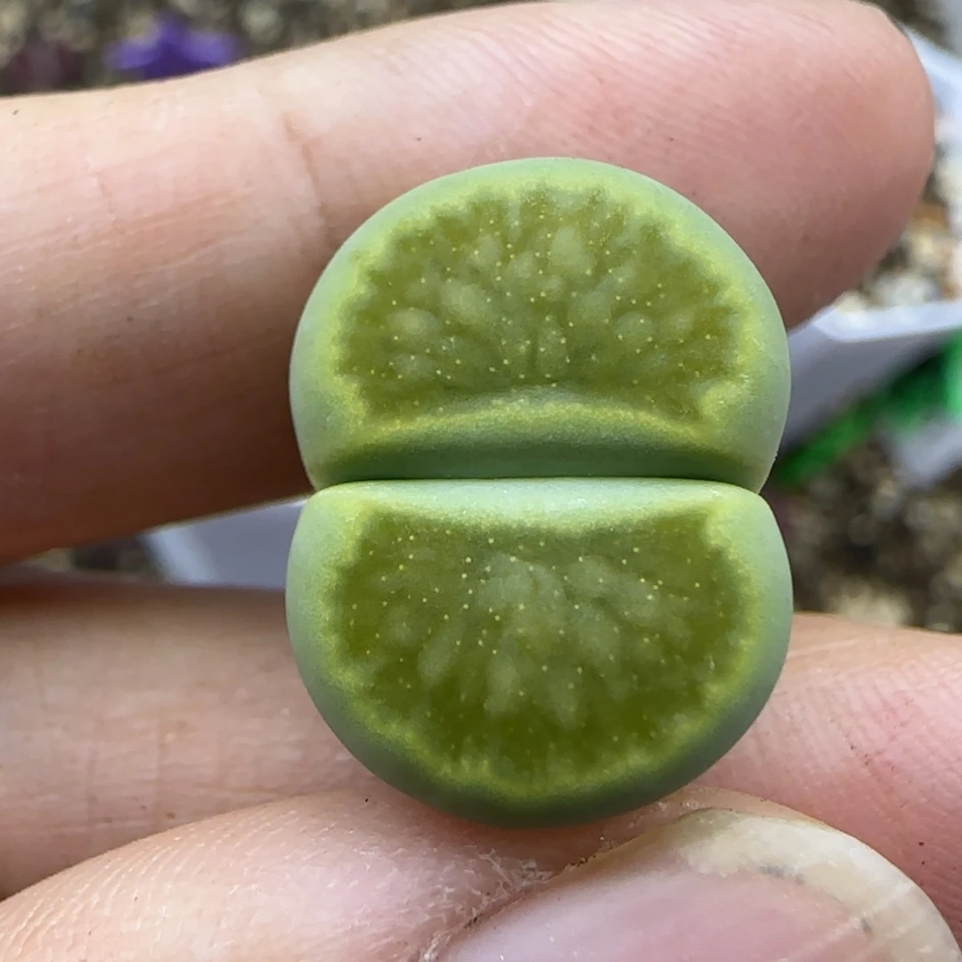 438绿菊大棚直播200