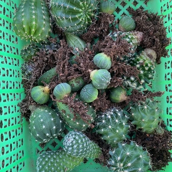 那***啥那啥 小苗二十多仙人球