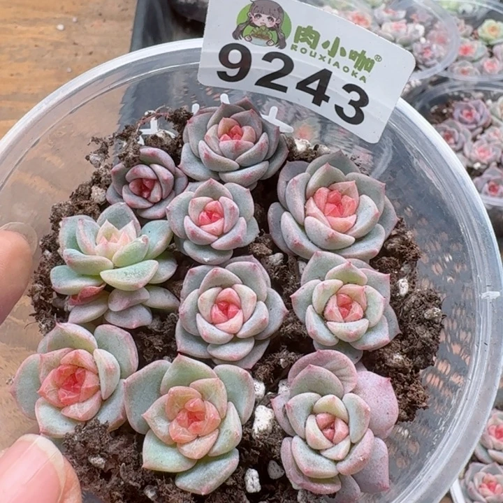 多肉植物多肉植物